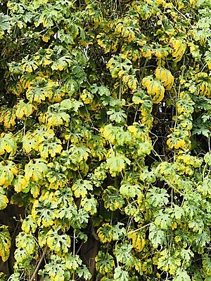 포토 JPG 해외이미지 식물 계절 꽃 잎 꽃무늬 밭 자연 초원 사람없음 초록색 여름 컬러풀 노란색 정원 맑음 봄 벚꽃 내추럴 많음 해외202009 해외포토 컬러 컨셉 무늬 농업 날씨 생태계 파일형식