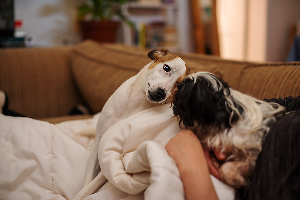 포토 JPG 해외이미지 동물 행복 백그라운드 장난 포유류 주택 함께함 실내 사람없음 친구 반려동물 우정 쌍 개 강아지 테리어 송곳니 기르기 동반자 해외202009 해외포토 감정 컨셉 관계 내부 건물 치아 돌봄 파일형식