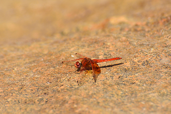 포토 JPG 해외이미지 동물 야생동물 곤충 백그라운드 날개 오렌지 자연 종류 사람없음 야외 가로 빨간색 갈색 환경 사진촬영 활발 바위 투명 벌레 잠자리 질감 꼬리 서식지 내추럴 고립 남아프리카 적갈색 화강암 해외202009 해외포토 컬러 컨셉 과일 아프리카 촬영 암석 돌_바위 생태계 파일형식