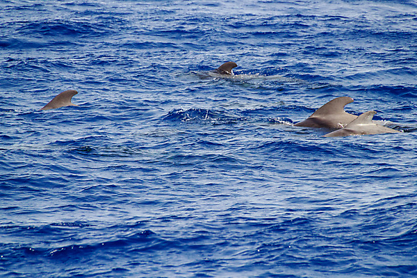 포토 JPG 해외이미지 동물 유럽 야생동물 파도 바다 여행 포유류 자연 표면 사람없음 야외 물 여름 파란색 와인 수영 자유 관찰 떨어짐 포르투갈 고래 돌고래 지느러미 내추럴 해외202009 해외포토 자연요소 계절 나라 컬러 컨셉 모션 주류 수중동물 수상스포츠 생태계 파일형식