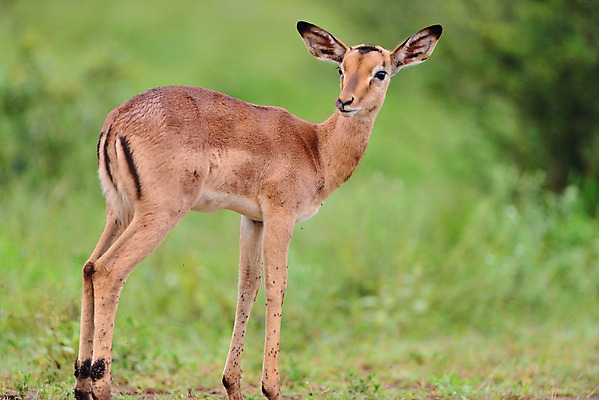 포토 JPG 해외이미지 동물 야생동물 포유류 가족 아프리카 자연 엄마 동물원 초원 사람없음 아기 신생아 영양 내추럴 송아지 나미비아 남아프리카 동물상 사바나 앙골라 많음 해외202009 해외포토 나라 새끼 컨셉 관계 사람 조형물 소 생태계 파일형식