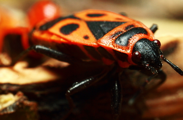포토 JPG 해외이미지 동물 야생동물 곤충 잎 날개 자연 앉기 사람없음 가로 초록색 머리 닫기 해충 벌레 작음 수분 벌 딱정벌레 묘사 달팽이 생물학 무당벌레 부드러움 개미 꿀 메뚜기 동물상 해외202009 해외포토 식물 교육 컬러 모션 연체동물 신체부위 조형물 감각 크기 생태계 파일형식