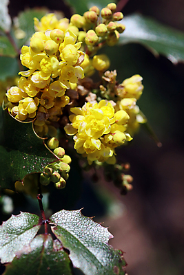 포토 JPG 해외이미지 식물 계절 꽃잎 꽃 분홍색 꽃다발 잎 꽃무늬 오렌지 자연 휴가 선물 사랑 사람없음 장식 초록색 컬러풀 노란색 정원 보라색 놀람 봄 낭만 튤립 벚꽃 축하 신선 생일 개화 다발 배열 꽃집 데이지 내추럴 해외202009 해외포토 기념일 감정 컬러 컨셉 무늬 과일 표정 상점 생태계 파일형식