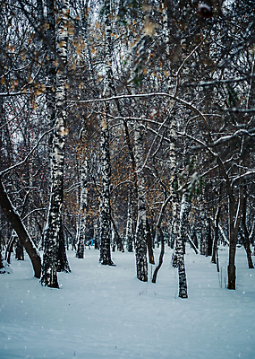 포토 JPG 해외이미지 나무 계절 겨울 자연 날씨 거리 사람없음 야외 목재 환경 냉동 얼음 회색 추위 백발 흰색 나뭇가지 시골 고속도로 숲 시원함 12월 서리 흐림 눈보라 1월 내추럴 2월 폭설 눈내림 해외202009 해외포토 자연요소 식물 헤어스타일 도로 컬러 재료 눈_날씨 날짜 자연재해 생태계 파일형식