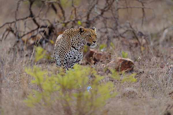 포토 JPG 해외이미지 나무 동물 1 응시 얼굴 야생동물 포유류 아프리카 자연 털 사람없음 야외 가로 고양이 사막 점 황무지 위험 큼 사파리 사냥 육식동물 위치 사냥꾼 표범 남쪽 내추럴 나미비아 남아프리카 보츠와나 웅장함 이국적 힘찬 해외202009 해외포토 식물 직업 시선 나라 컨셉 신체부위 반려동물 크기 방향 생태계 파일형식