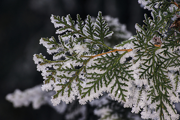 포토 JPG 해외이미지 나무 공원 여행 겨울 자연 하늘 휴가 스키 산 파노라마 풍경 경사 사람없음 야외 파란색 빛 놀람 추위 시골 정상 숲 휴양지 서리 전국 해외202009 해외포토 식물 계절 공공시설 감정 컬러 겨울스포츠 촬영기법 표정 장소 생태계 파일형식