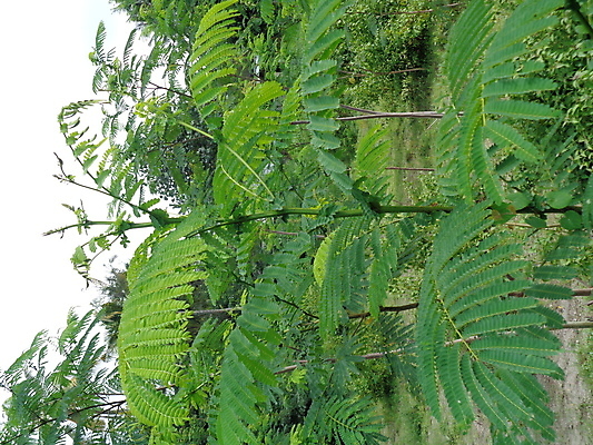 포토 JPG 해외이미지 나무 식물 공원 아시아 종이 잎 하늘 아침 추상 동양인 풍경 사람없음 야외 목재 초록색 여름 빛 햇빛 정원 봄 성장 나뭇가지 신선 숲 내추럴 해외202009 해외포토 주간 계절 공공시설 나라 컬러 무늬 재료 인종 태양 파일형식