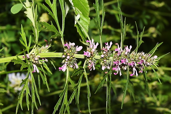 포토 JPG 해외이미지 식물 열매 자연 씨앗 사람없음 가을 숲 그리너리 해외202009 해외포토 계절 생태계 파일형식 트랜드컬러