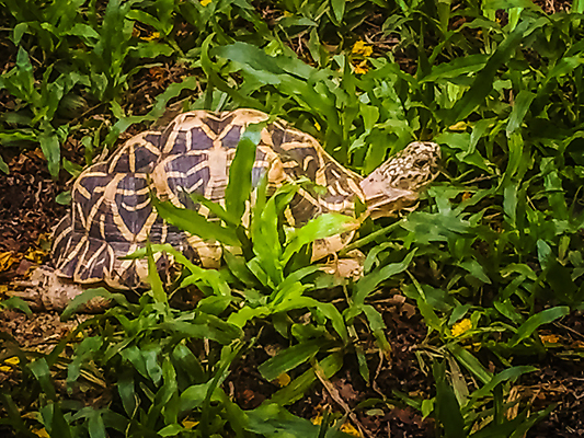 포토 JPG 해외이미지 척추동물 공원 아시아 별 야생동물 패턴 파충류 자연 초식동물 사람없음 야외 초록색 청춘 컬러풀 갈색 머리 산책 껍질 거친 거북이 보호 작음 인도인 생물학 느림 갑옷 어려움 이국적 해외202009 해외포토 자연요소 외국인 동물 공공시설 교육 나라 컬러 컨셉 무늬 휴식 동양인 신체부위 보호장비 크기 생태계 파일형식