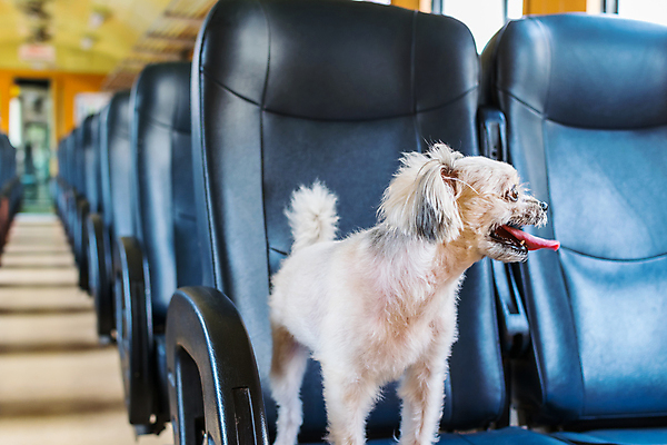 포토 JPG 해외이미지 한마리 여행 의자 실내 사람없음 반려동물 개 해외202009 해외포토 동물 1 가구 포유류 내부 파일형식