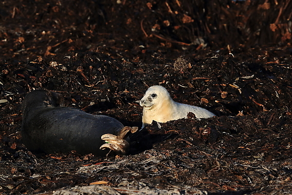 포토 JPG 해외이미지 동물 유럽 야생동물 새끼 바다 섬 포유류 자연 털 독일 사랑 해변 사람없음 야외 귀여움 환경 회색 코트 흰색 아기 신생아 보호 물개 모래언덕 북쪽 멸종 대서양 생태학 해외202009 약함 해외포토 교육 감정 나라 컬러 컨셉 사람 바다동물 외투 방향 언덕 생태계 파일형식