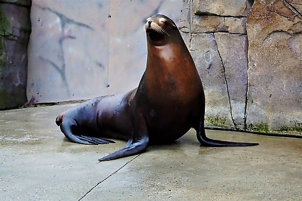 포토 JPG 해외이미지 스튜디오촬영 전신 동물 척추동물 한마리 커플 여자 남자 야생동물 바다 포유류 털 앉기 사람없음 옆모습 가로 갈색 검은색 외침 올려보기 만 보호 사자 물개 자르기 흰배경 태평양 멸종 고립 혼자 해외202009 해외포토 1 뷰포인트 컬러 백그라운드 컨셉 관계 모션 실내 사람 바다동물 소리 흰색 파일형식