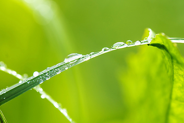 포토 JPG 해외이미지 식물 백그라운드 잎 밭 자연 날씨 사람없음 야외 초록색 물 환경 침묵 봄 거품 젖음 성장 물방울 신선 투명 액체 이슬 빗방울 순수 질감 해외202009 해외포토 자연요소 계절 컬러 컨셉 농업 소리 비_날씨 생태계 파일형식