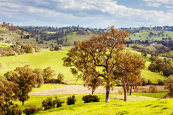 포토 JPG 해외이미지 나무 구름 여행 밭 자연 하늘 휴가 파노라마 풍경 초원 사람없음 초록색 농장 농경지 마을 계곡 시골 소 호주 언덕 타운 해외202009 해외포토 자연요소 식물 컬러 농업 포유류 촬영기법 도시 오세아니아 생태계 파일형식