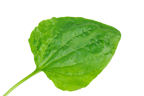 포토 JPG 해외이미지 식물 잎 자연 건강 사람없음 치료 초록색 약 흰색 약초 허브 유기농 내추럴 고립 해외202009 해외포토 웰빙 컬러 의학 풀_식물 생태계 파일형식