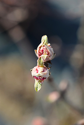 포토 JPG 해외이미지 식물 꽃 분홍색 자연 사람없음 야외 정원 나뭇가지 닫기 해외202009 해외포토 나무 컬러 모션 생태계 파일형식