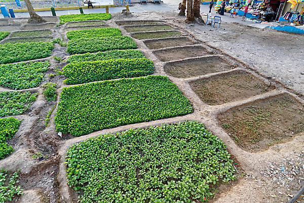 포토 JPG 해외이미지 식물 도로 길 음식 잎 밭 농업 채소 자연 건강 사람없음 초록색 농작물 농장 쌓기 우주 정원 흙 산책로 장비 흐름 성장 시골 신선 도시 중앙 농부 작음 유기농 생태계 원예 생물학 내추럴 밭일 인공 줄서기 공급 세련 해외202009 해외포토 직업 웰빙 교육 산업 컬러 컨셉 교통시설 모션 취미 크기 파일형식