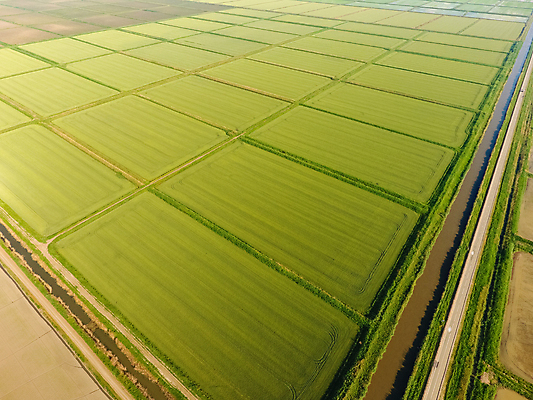 포토 JPG 해외이미지 식물 문화 호수 줄기 농업 자연 밥 안테나 씨앗 풍경 사람없음 초록색 물 농작물 정원 시골 정상 홍수 시리얼 만족 운하 시스템 논밭 묘목 밭일 해외202009 해외포토 자연요소 나무 감정 산업 음식 컬러 밭 통신 논 자연재해 생태계 파일형식