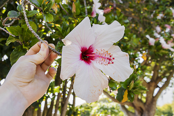 포토 JPG 해외이미지 나무 식물 꽃 분홍색 백그라운드 꽃무늬 자연 흑백 사람없음 빨간색 초록색 여름 컬러풀 정원 봄 벚꽃 흰색 개화 딱정벌레 원예 내추럴 남아프리카 케이프타운 히비스커스 해외202009 해외포토 계절 컬러 곤충 무늬 아프리카 촬영기법 취미 생태계 남아프리카공화국 파일형식