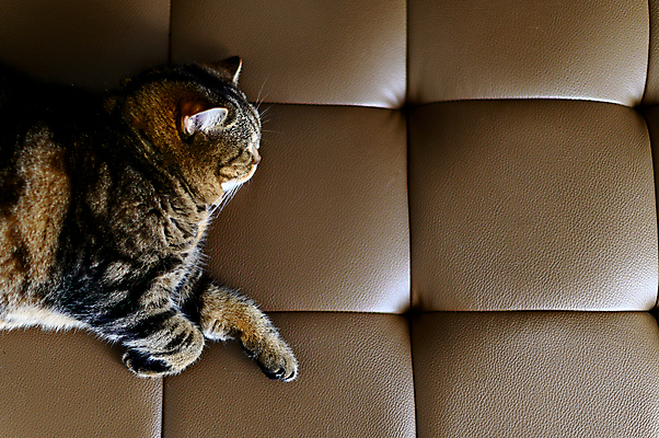 포토 JPG 해외이미지 동물 행복 포즈 백그라운드 오렌지 휴식 주택 털 따뜻함 사랑 사람없음 빨간색 반려동물 평화 귀여움 고양이 우정 흰색 침대 잠 닫기 달콤 담요 모피 낮잠 부드러움 얼룩무늬 솜털 생강 거짓말 고립 안락 해외202009 해외포토 감정 컬러 가구 컨셉 무늬 채소 과일 포유류 모션 건물 친구 감각 맛 파일형식