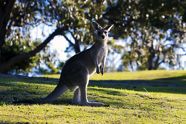 포토 JPG 해외이미지 동물 아이콘 야생동물 백그라운드 포유류 자연 털 서기 사람없음 초록색 갈색 회색 황무지 호주 소프트포커스 숲 꼬리 캥거루 고립 동물상 오지 파우치 해외202009 해외포토 컬러 가방 모션 촬영기법 조형물 오세아니아 생태계 파일형식
