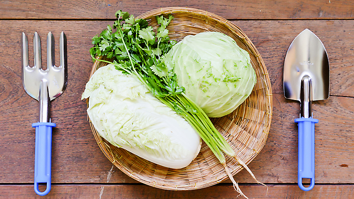 포토 JPG 해외이미지 식물 문화 음식 채소 탁자 사람없음 목재 초록색 정원 식사 장비 공구 신선 고수 농부 모종삽 삽 책상 오브젝트 양배추 갈퀴 땅파기 식용 채식주의자 해외202009 해외포토 나무 직업 컬러 가구 재료 도구 향신료 채식 파일형식