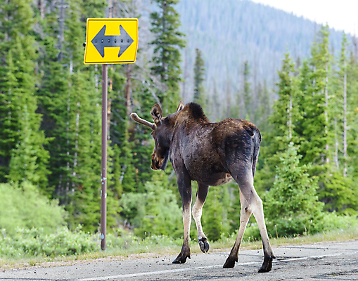 포토 JPG 해외이미지 동물 호수 야생동물 포유류 자연 산 털 종류 사람없음 물 갈색 어둠 코트 종 흰색 소나무 소 습지 숲 위험 큼 시원함 속눈썹 버드나무 황소 코 귀 무거움 주둥이 송아지 엘크 콜로라도 벨벳 해외202009 해외포토 자연요소 나무 새끼 컬러 컨셉 신체부위 미국 외투 무게 크기 실크 눈썹 생태계 파일형식