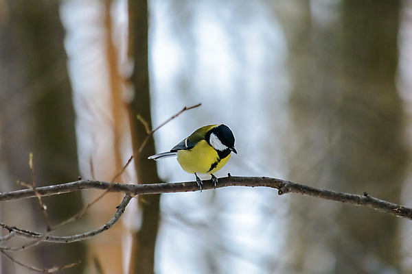 포토 JPG 해외이미지 나무 식물 동물 계절 공원 야생동물 백그라운드 겨울 날개 자연 조류 날씨 사람없음 야외 목재 환경 정원 냉동 추위 나뭇가지 숲 작음 깃털 생물학 꼬리 서리 부리 내추럴 동물상 눈내림 해외202009 해외포토 공공시설 교육 재료 눈_날씨 조형물 크기 생태계 파일형식
