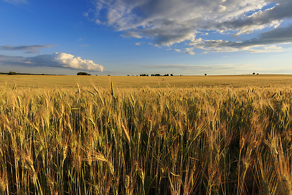 포토 JPG 해외이미지 식물 구름 계절 음식 백그라운드 밭 농업 자연 하늘 씨앗 풍경 초원 사람없음 초록색 여름 울타리 햇빛 태양 농장 농경지 노란색 일출 맑음 일몰 수확 성장 시골 황금 저녁 낟알 시리얼 밀 장면 내추럴 호밀 수평선 해외202009 해외포토 자연요소 산업 컬러 날씨 곡류 담장 노을 야간 생태계 파일형식