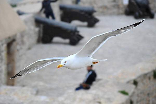 포토 JPG 해외이미지 동물 응시 야생동물 백그라운드 날개 자연 갈매기 조류 하늘 파스타 항해 사람없음 파란색 골짜기 회색 자유 흰색 도시 북극 깃털 연 속도 부리 천국 동물상 해외202009 해외포토 시선 컬러 컨셉 배_교통 서양음식 조형물 놀이용품 극지방 생태계 파일형식