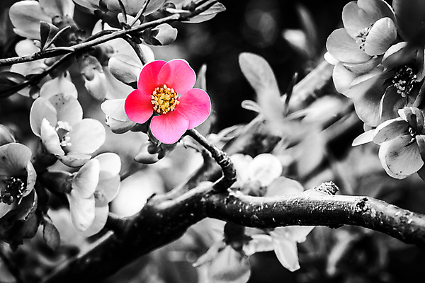 포토 JPG 해외이미지 식물 계절 꽃잎 꽃 분홍색 잎 꽃무늬 자연 흑백 사람없음 야외 빨간색 컬러풀 일본 봄 성장 벚꽃 나뭇가지 개화 닫기 수분 과수원 4월 관목 묘사 원예 꽃가루 꽃수술 해외202009 해외포토 나무 아시아 컬러 무늬 농업 모션 촬영기법 취미 날짜 가루 생태계 파일형식