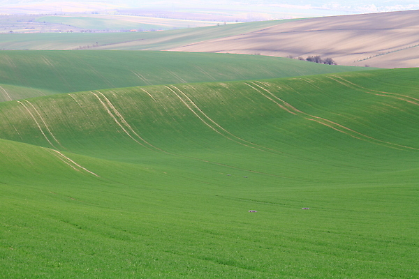 포토 JPG 해외이미지 나무 유럽 야생동물 여행 밭 자연 벽지 휴가 파노라마 그림자 사람 풍경 사람없음 야외 초록색 여름 컬러풀 태양 와인 맑음 놀람 봄 산책로 언덕 만족 그림 지역 체코 남쪽 공화국 토스카나 해외202009 해외포토 자연요소 식물 동물 계절 감정 나라 길 컬러 농업 날씨 주류 촬영기법 표정 이탈리아 방향 생태계 파일형식