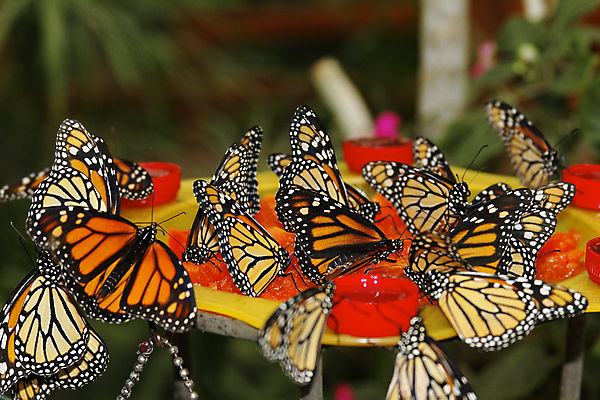 포토 JPG 해외이미지 동물 야생동물 나비 곤충 자연 사람없음 컬러풀 정원 봄 우아함 벌레 생물학 내추럴 동물상 해외202009 해외포토 계절 교육 컬러 컨셉 조형물 생태계 파일형식