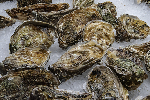 포토 JPG 해외이미지 동물 접시 음식 바다 자연 조개 연체동물 건강 갑각류 어류 요리 사람없음 얼음 식사 저녁식사 추위 껍질 굴 흰색 신선 오픈 시장 고급 맛 먹기 해산물 날것 내추럴 점심식사 식용 식품점 맛있는 해외202009 해외포토 자연요소 식기 컬러 컨셉 모션 어패류 무척추동물 상점 수중동물 생태계 파일형식