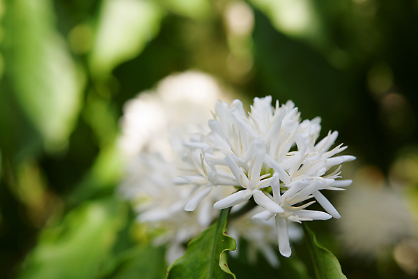 포토 JPG 해외이미지 나무 식물 꽃 산업 커피 음료 음식 백그라운드 잎 꽃무늬 농업 과일 자연 사람없음 야외 초록색 농장 정원 봄 수확 성장 벚꽃 흰색 나뭇가지 신선 개화 묘사 유기농 날것 향기 냄새 아로마 내추럴 숙성 아라비카 해외202009 해외포토 웰빙 계절 컬러 무늬 생태계 파일형식