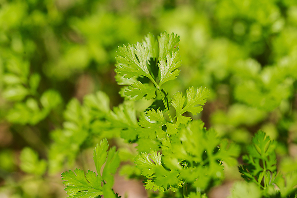 포토 JPG 해외이미지 식물 음식 잎 밭 농업 채소 자연 사람없음 야외 초록색 농장 정원 성장 신선 그룹 고수 작음 허브 묘사 내추럴 고립 모종 많음 해외202009 해외포토 산업 컬러 컨셉 크기 향신료 생태계 파일형식