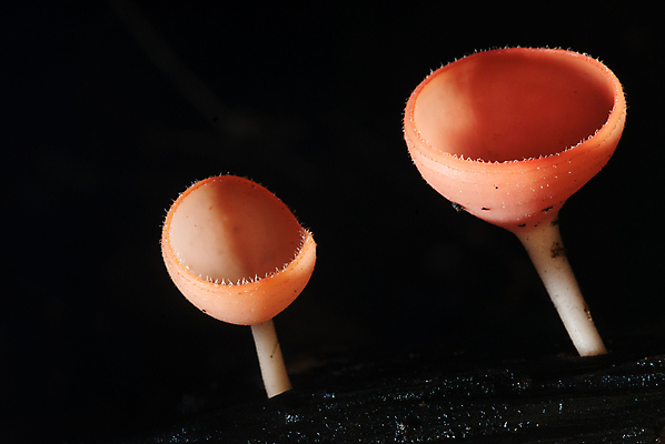 포토 JPG 해외이미지 나무 분홍색 사람없음 어둠 버섯 비 야간 숲 해외202009 해외포토 자연요소 식물 컬러 날씨 파일형식