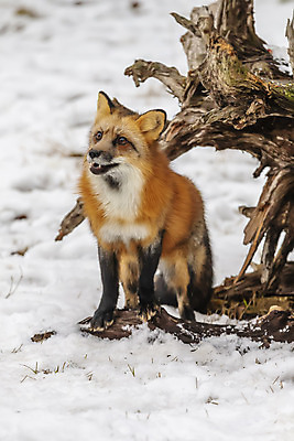 포토 JPG 해외이미지 동물 1 야생동물 북아메리카 겨울 포유류 아프리카 자연 생물 수염 동물원 종류 사람없음 야외 컬러풀 머리 검은색 고양이 줄무늬 점 숲 위험 큼 모피 사파리 여우 육식동물 사냥꾼 멸종 표범 송곳니 해외202009 해외포토 직업 계절 나라 컬러 컨셉 무늬 아메리카 신체부위 반려동물 치아 크기 생태계 파일형식