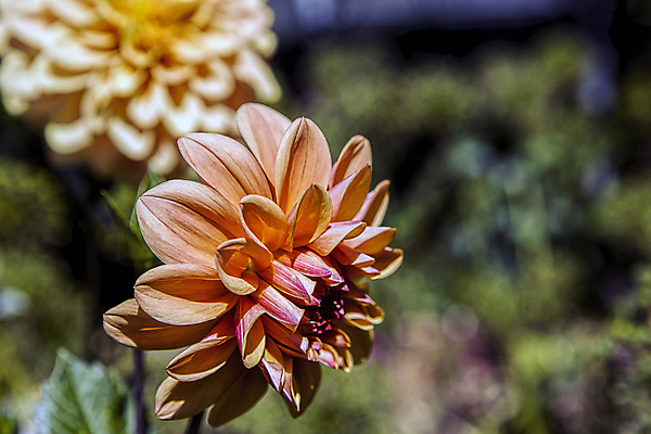 포토 JPG 해외이미지 식물 꽃잎 꽃 꽃다발 백그라운드 잎 캐나다 꽃무늬 패턴 오렌지 자연 사랑 사람없음 야외 장식 초록색 컬러풀 장미 정원 활발 낭만 벚꽃 신선 개화 닫기 심볼 싱글 원예 열정 내추럴 고립 파스텔톤 해외202009 해외포토 감정 컬러 컨셉 북아메리카 무늬 과일 모션 취미 생태계 파일형식