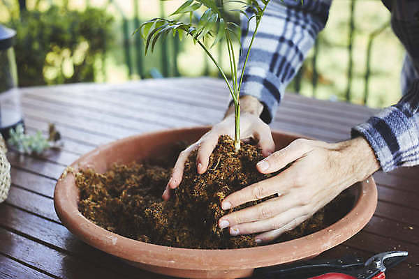 포토 JPG 해외이미지 식물 손 꽃 음식 백그라운드 잎 꽃무늬 농업 재료 공 자연 넥타이 건강 이끼 사람없음 장식 초록색 환경 정원 일본 흙 회색 수확 성장 신선 원형 유기농 원예 내추럴 생태학 채식주의자 해외202009 해외포토 도형 웰빙 잡화 교육 산업 아시아 컬러 무늬 취미 신체부위 생태계 채식 파일형식