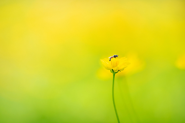 포토 JPG 해외이미지 식물 동물 디자인 꽃 파도 백그라운드 잎 패턴 곡선 오렌지 일러스트 모션 자연 벽지 추상 미술 사람없음 그래픽 초록색 빛 노란색 정원 봄 벚꽃 신선 수분 민들레 질감 꽃가루 꿀 내추럴 해외202009 해외포토 계절 선 바다 컬러 무늬 과일 문화예술 가루 생태계 파일형식
