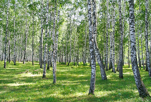 포토 JPG 해외이미지 나무 식물 계절 공원 야생동물 줄기 잎 자연 그림자 풍경 사람없음 야외 목재 초록색 여름 햇빛 환경 검은색 침묵 줄무늬 흰색 나뭇가지 시골 신선 숲 순수 러시아 장면 자작나무 러시아인 해외202009 해외포토 서양인 동물 공공시설 유럽 컬러 컨셉 무늬 재료 태양 소리 생태계 파일형식