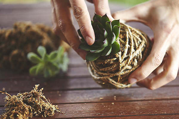 포토 JPG 해외이미지 식물 손 꽃 음식 백그라운드 잎 꽃무늬 농업 재료 공 자연 넥타이 건강 이끼 사람없음 장식 초록색 환경 정원 일본 흙 회색 수확 성장 신선 원형 유기농 원예 내추럴 생태학 채식주의자 해외202009 해외포토 도형 웰빙 잡화 교육 산업 아시아 컬러 무늬 취미 신체부위 생태계 채식 파일형식