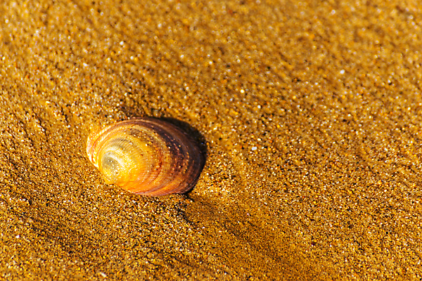 포토 JPG 해외이미지 디자인 모래 파도 바다 섬 여행 백그라운드 패턴 휴가 조개 휴식 풍경 해변 사람없음 야외 물 여름 파란색 햇빛 태양 맑음 거품 껍질 전원 황금 소라 휴양지 질감 내추럴 이국적 특별함 파라다이스 카피스페이스 해외202009 해외포토 자연요소 계절 컬러 컨셉 무늬 날씨 어패류 공백 장소 전기에너지 파일형식