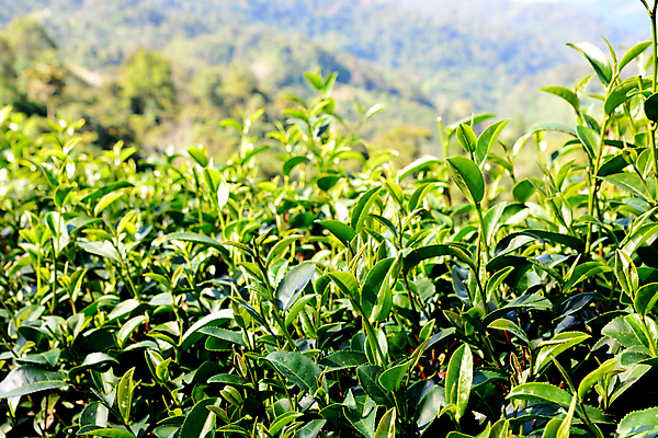 포토 JPG 해외이미지 나무 식물 아시아 선 백그라운드 잎 밭 농업 자연 동양인 사람없음 초록색 빛 햇빛 태양 농장 일출 환경 정원 계곡 중국 활발 성장 시골 신선 재산 닫기 인도인 언덕 보케 장면 남쪽 케랄라주 해외202009 해외포토 자연요소 외국인 나라 산업 컬러 컨셉 모션 인종 금융 노을 인도_나라 방향 생태계 파일형식