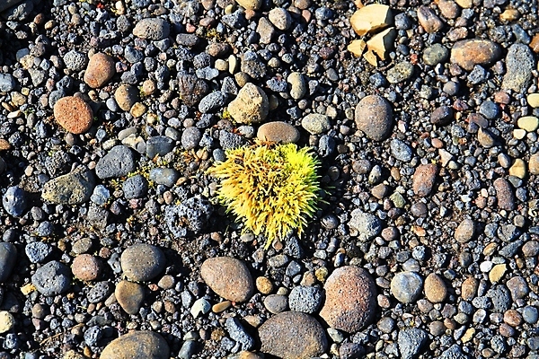 포토 JPG 해외이미지 식물 공원 꽃 유럽 여행 백그라운드 잎 꽃무늬 자연 휴가 산 아이슬란드 풍경 초원 사람없음 야외 초록색 파란색 환경 봄 들꽃 벚꽃 면 개화 북극 부드러움 북쪽 솜털 내추럴 산악지대 블루벨 영원 해외202009 해외포토 계절 공공시설 나라 컬러 무늬 감각 극지방 방향 생태계 파일형식