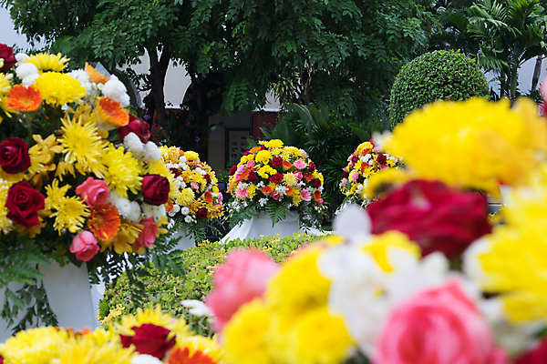 포토 JPG 해외이미지 식물 꽃잎 꽃 분홍색 꽃다발 백그라운드 잎 꽃무늬 자연 벽지 추상 미술 사람없음 장식 빨간색 초록색 장미 노란색 정원 봄 성장 벚꽃 신선 개화 원예 질감 향기 악취 해외202009 해외포토 계절 컬러 무늬 문화예술 취미 생태계 냄새 파일형식