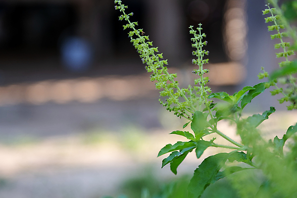 포토 JPG 해외이미지 나무 식물 꽃 아시아 백그라운드 잎 농업 채소 재료 태국 자연 조류 건강 요리 동양인 사람없음 초록색 농작물 성장 벚꽃 신선 조미료 개화 닫기 냄비 허브 향신료 날것 향기 자연백그라운드 신성 향 카레 아로마테라피 바질 생태학 영양분 채식주의자 맛있는 해외202009 해외포토 동물 교육 나라 산업 음식 컬러 모션 인종 솥 생태계 채식 냄새 테라피 향미료 파일형식