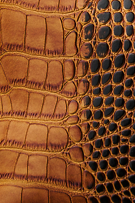 포토 JPG 해외이미지 아시아 호수 야생동물 파충류 아프리카 태국 사람없음 물 강 농장 머리 검은색 수영 힘 경쟁 연못 입 황무지 진화 치아 위험 라이벌 위협 사파리 피부 공룡 눈금 꼬리 사냥 도마뱀 육식동물 악어 사냥꾼 숨김 나쁜 몬스터 힘찬 해외202009 포악 해외포토 자연요소 동물 직업 나라 컬러 컨셉 농업 신체부위 수상스포츠 소화기관 소방 파일형식