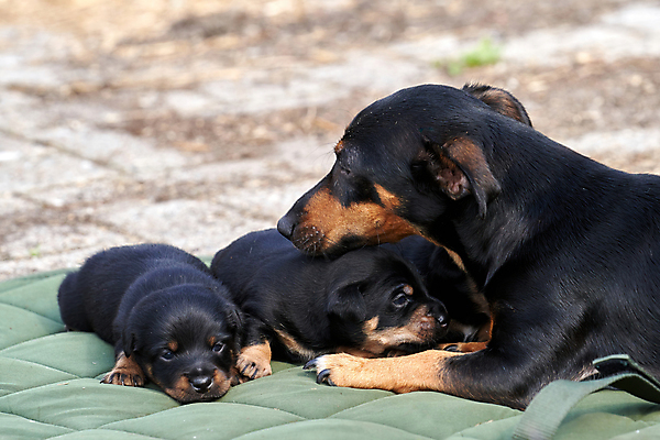 포토 JPG 해외이미지 동물 행복 얼굴 새끼 자연 놀이 엄마 사람없음 야외 초록색 반려동물 갈색 우정 흰색 아기 신생아 직물 신용카드 개 달콤 강아지 작음 테리어 냄새 잭 거짓말 기르기 동반자 해외202009 해외포토 감정 컬러 포유류 가족 사람 신체부위 금융 친구 맛 크기 생태계 돌봄 파일형식